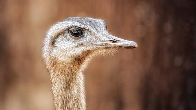 Akibat Ulah Burung Raksasa Ini Para Petani Di Jerman Merugi Global Liputan6 Com