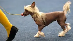 Seekor anjing jambul china saat mengikuti kompetisi Dog Show di Dortmund, Jerman, (13/10). Kompetisi ini akan berlangsung sampai 15 Oktober 2017. (AP Photo / Martin Meissner)