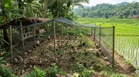 7 Ide Ternak Hewan Mini Umbaran di Dekat Sawah yang Hemat Pakan dan Untung Besar