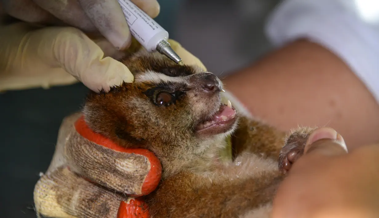 Dokter hewan dan mahasiswa mengobati primata Kukang (Nycticebus) yang cedera pada bagian mata di sebuah fakultas hewan di Banda Aceh, Kamis (9/1/2020). Dua ekor kukang yang diobati itu diserahkan warga Kab. Aceh Besar dan Aceh Tengah dalam kondisi terluka pada mata dan kaki. (CHAIDEER MAHYUDDIN/AFP)