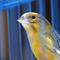 Ilustrasi Burung Kenari (Sumber: Pixabay)