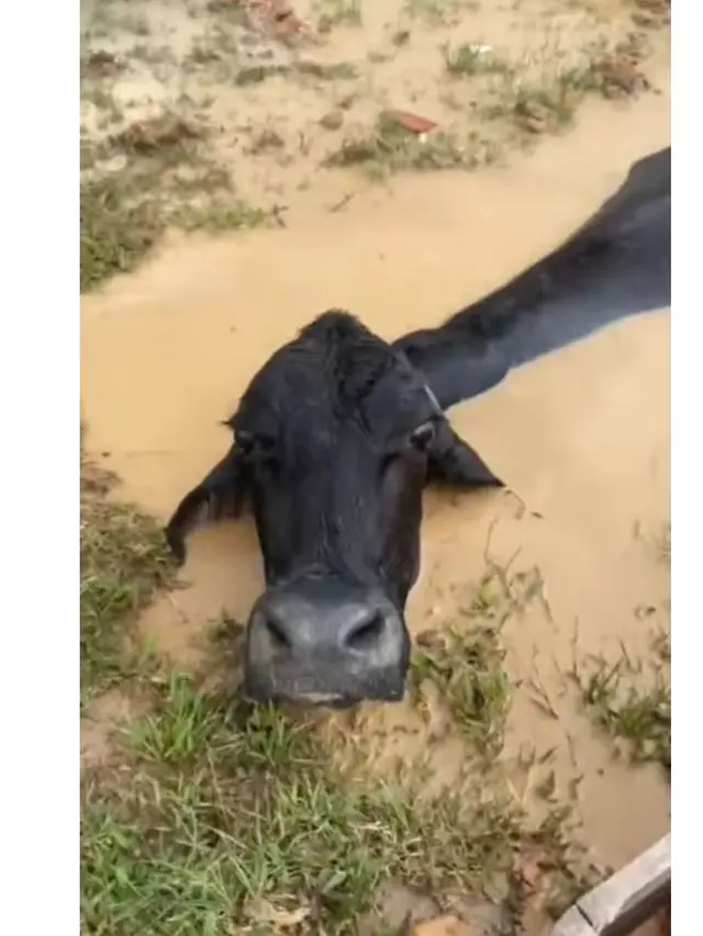 Momen Sapi Tak Sengaja Masuk Liang Lahat Karena Banjir, Sendirian Tak Bisa Naik