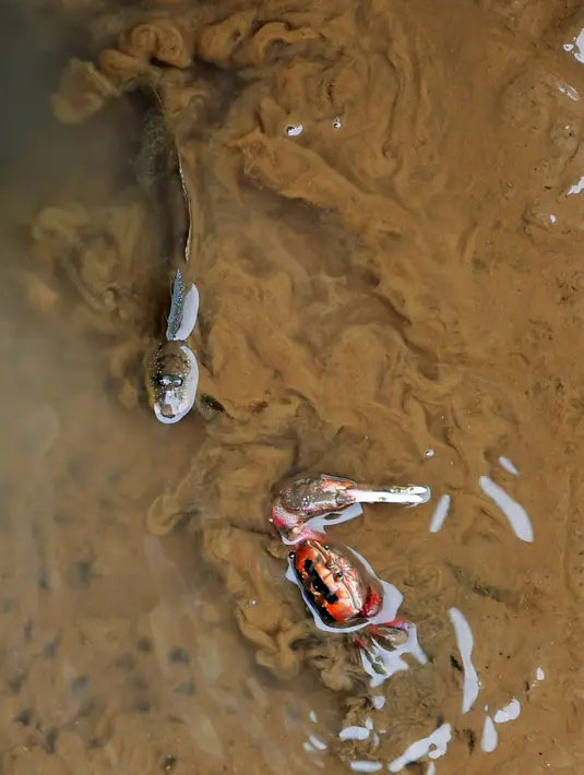 Seekor ikan tembakul dan kepiting biola bertarung di lumpur di lahan basah muara Sungai Minjiang di Fuzhou, Provinsi Fujian, China pada 8 November 2020. Lahan basah muara itu merupakan area konsentrasi utama untuk burung-burung yang bermigrasi dan habitat bagi unggas air. (Xinhua/Wei Peiquan)