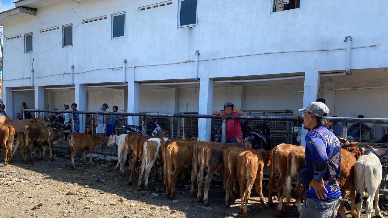 Situasi Pasar Hewan Sapi Glenmore (Istimewa)