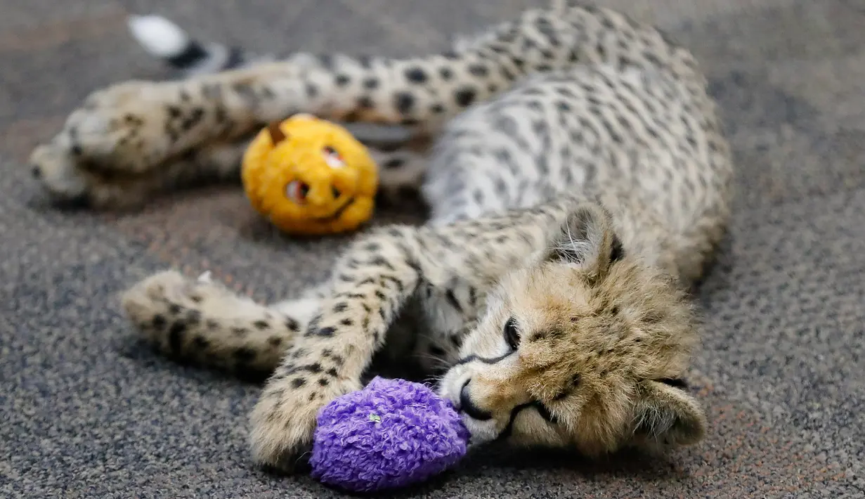 Bayi cheetah bernama Kris bermain boneka di Kebun Binatang Cincinnati, Ohio, Amerika Serikat, Rabu (9/10/2019). Kris merupakan pasangan cheetah dengan anjing keenam yang dilakukan di Kebun Binatang Cincinnati. (AP Photo/John Minchillo)