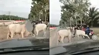 Adu sapi di jalan (Sumber: Twitter/ndagels)
