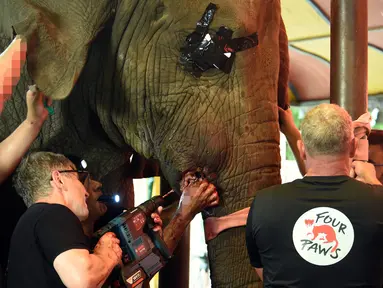 Tim dokter hewan dari Four Paws International merawat gading gajah Madhu Bala yang bengkak di Karachi Zoological Garden, Karachi, Pakistan, 17 Agustus 2022. Gajah berusia 16 tahun tersebut menjalani operasi karena infeksi pada gadingnya yang patah. (Asif HASSAN/AFP)