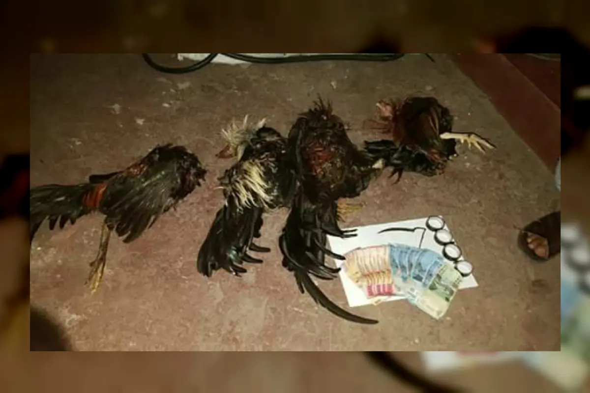 sabung ayam