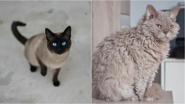 Kucing Tonkinese dan Selkirk Rex