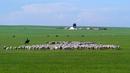 Seorang gembala menggembalakan domba di sebuah padang rumput di Prefektur Xilingol, Daerah Otonom Mongolia Dalam, China pada 2 Juli 2020. Lahan yang mengalami desertifikasi dan sandifikasi di Mongolia Dalam telah berkurang dalam 15 tahun beruntun. (Xinhua/Jia Lijun)