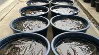 Trik Kolam Kecil Bisa Panen Lele Melimpah, Raih Untung Maksimal di Lahan Terbatas