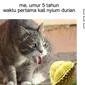 6 Meme Tentang Durian Ini Nyeleneh Pol, Bikin Geleng Kepala (1cak)