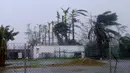 Sejumlah pohon menahan terjangan angin topan akibat Badai Earl di Kota Belize, Belize, (4/8). Badai Earl membawa angin kecepatan 130 km per jam. (REUTERS/Luis Echeverria)