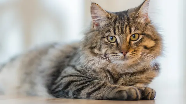 Siberian cat