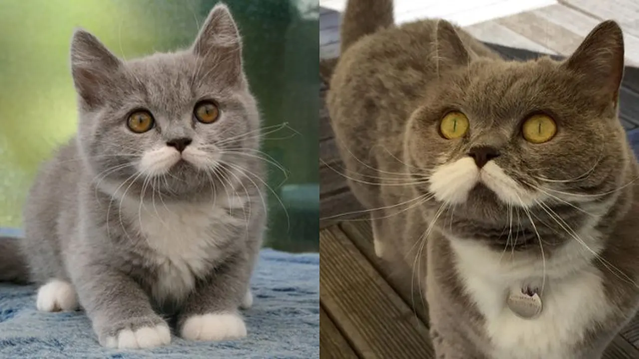 Citronelle, si Kucing Berkumis Lebat yang Dicintai Netizen