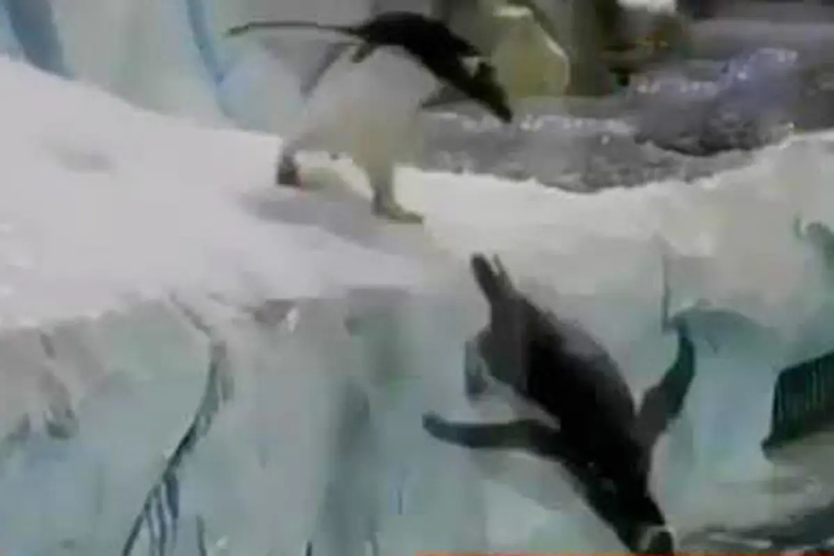 Jendela Dunia: Kebun Binatang Detroit Bangun Aquarium Penguin