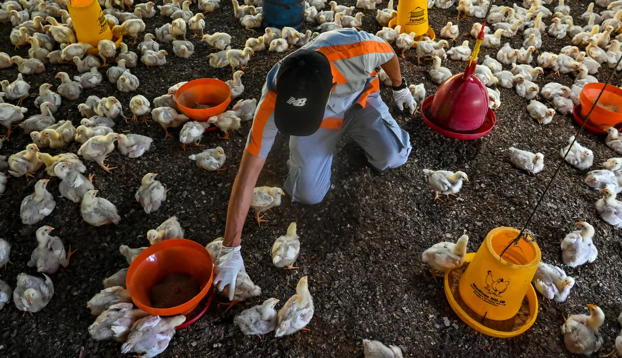 Seorang pegawai pemerintah memeriksa anak ayam untuk mencari tanda-tanda infeksi flu burung di sebuah peternakan unggas di Darul Imarah, Kabupaten Aceh Besar, Provinsi Aceh, Kamis (2/32023). Dinas Peternakan Provinsi Aceh melakukan disinfektan, pemeriksaan kesehatan, dan monitoring ke sejumlah usaha peternak unggas dalam upaya pencegahan flu burung. (CHAIDEER MAHYUDDIN/AFP)