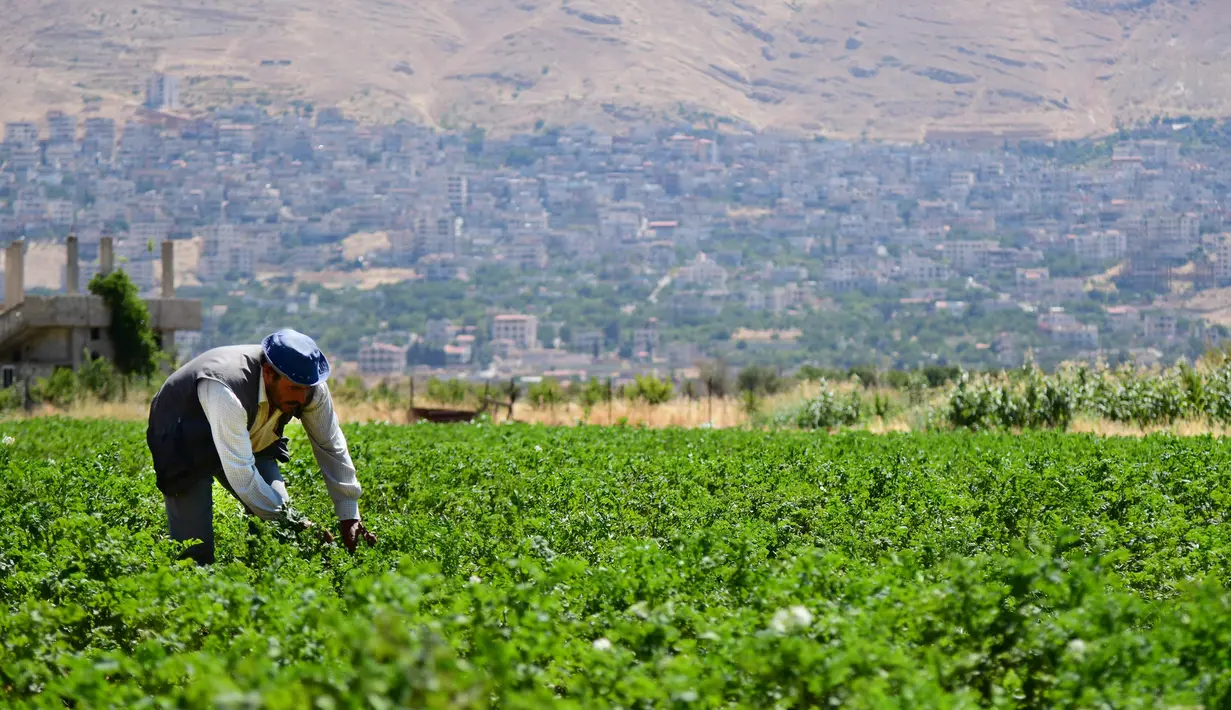 Petani memanen tanaman di Zabadani, pedesaan Damaskus, Suriah, 22 Agustus 2020. Para petani kembali ke lahan pertanian mereka di kota yang dilanda perang itu usai Zabadani berhasil direbut kembali. Tahun ini, petani menikmati panen pertama mereka setelah bertahun-tahun. (Xinhua/Ammar Safarjalani)