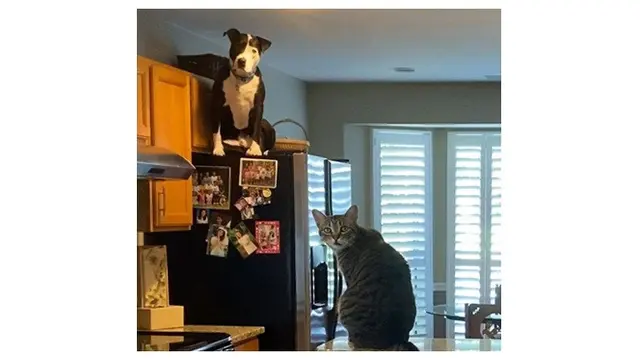 8 Potret Anjing saat Tiru Tingkah Laku Kucing Ini Bikin Geleng Kepala