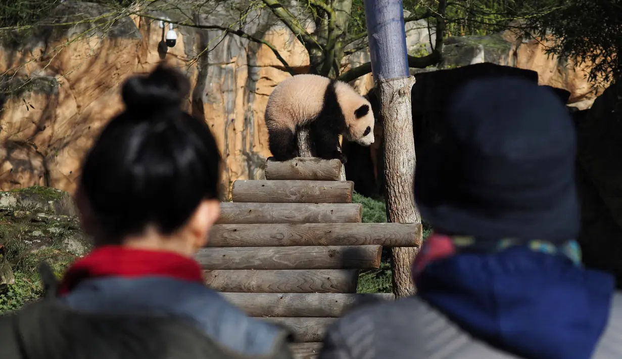 Pengunjung melihat anak panda Huanlili saat ia menjelajahi kandang eksternalnya untuk pertama kalinya di taman zoologi Beauval di Saint-Aignan, Prancis tengah (14/3/2022). Anak panda Huanlili ini lahir pada 1 Agustus 2021. (AFP/Souvant Guillaume)