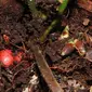 Pinanga subterranea adalah spesies palem baru dalam ilmu pengetahuan dan karenanya luar biasa. Bunga dan buah dari spesies acaulescent atau berbatang pendek dari Kalimantan ini biasanya seluruhnya tersembunyi di bawah tanah. (Sumber: Oddity Central)
