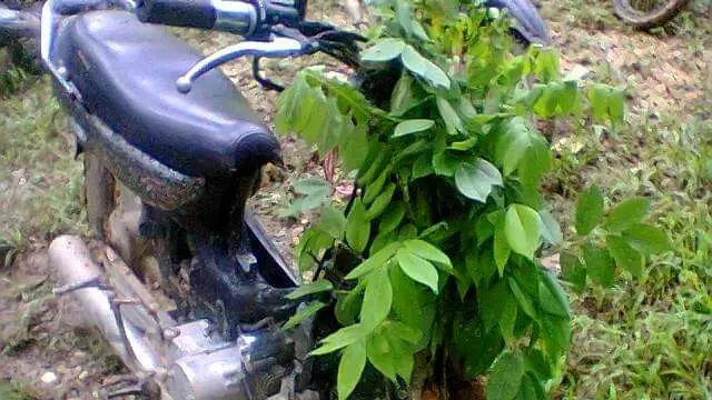 10 Motor Tak Pernah Dipakai Ini Bikin Geleng Kepala, Jadi Tempat Jamur