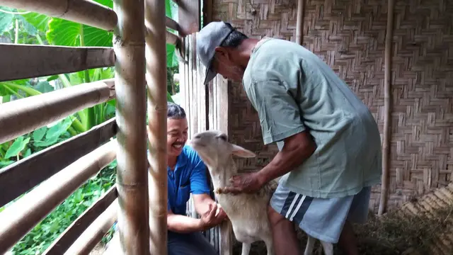 Posyandu Kambing