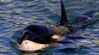 Bayi Paus Orca Ditemukan Mati Terdampar di Pesisir Pantai Plimmerton, utara Wellington, Selandia Baru. (Photo: Marty MELVILLE AFP)