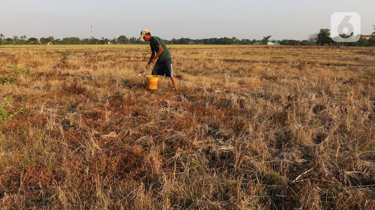 FOTO: Petani Desa Sukaringin Alami Gagal Panen