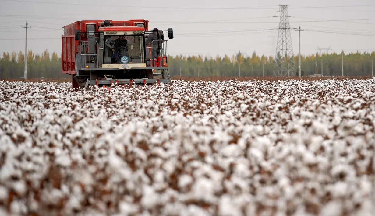 Mesin pemetik kapas beroperasi di sebuah ladang di Wangdaozhai, Kota Nangong, Provinsi Hebei, China utara, pada 27 Oktober 2020. (Xinhua/Mu Yu)