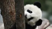 Tingkah Lucu Panda Kai Kai dan Jia Jia Rayakan Ulang Tahun, Bisa Jadi yang Terakhir di Singapura