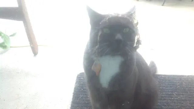 7 Potret Nyeleneh Kucing Terperangkap Sarang Laba-Laba Ini Kocak