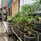 Cara Menggunakan Galon Mini 5 Liter untuk Kebun Terong dan Cabai, Solusi Berkebun Hemat Tempat