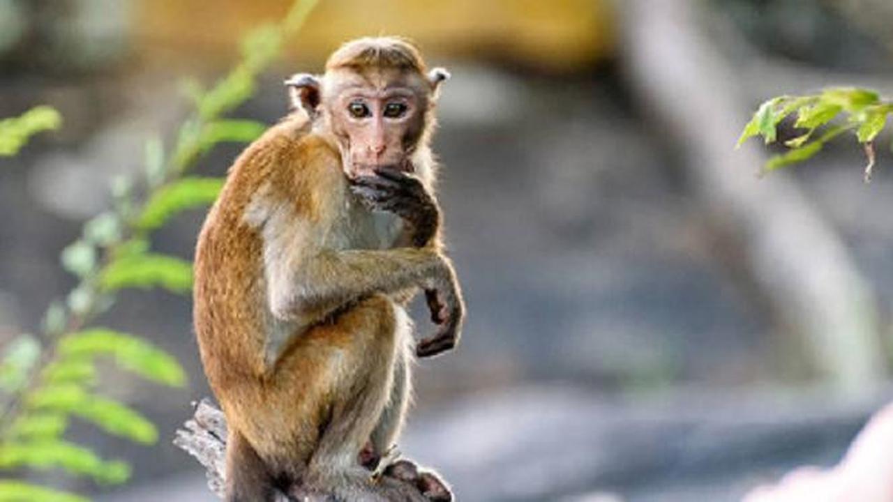 Ilustrasi Monyet (iStock)