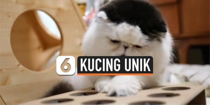 VIDEO: Berpenampilan Unik, Kucing Ini Seperti Menggunakan Rambut Palsu
