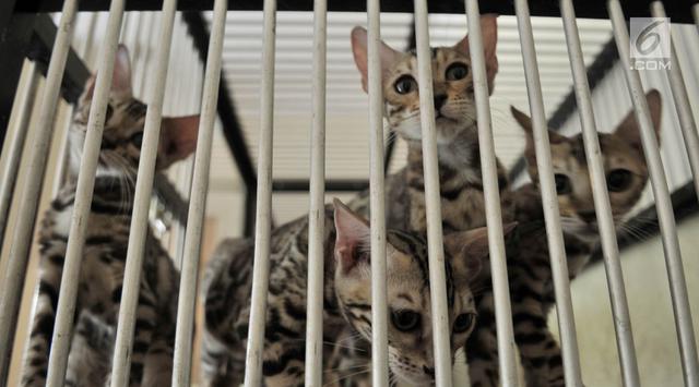 8. Jasa Penitipan/Perawatan Hewan Peliharaan Harian