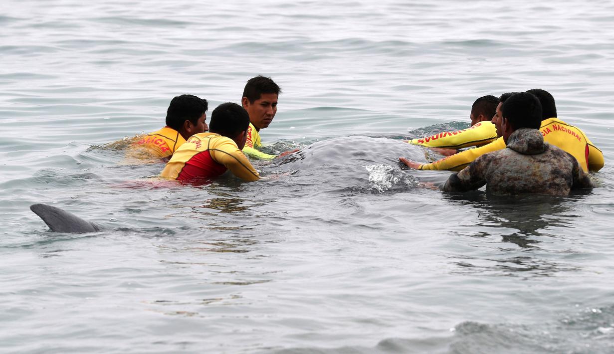 FOTO: Momen Penyelamatan Paus Sperma yang Terdampar di ...