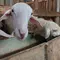 Kolagen Kulit Kambing dan Domba Berpotensi Kendalikan Tekanan Darah