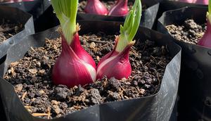 Menanam Bawang Merah di Polybag