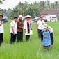 Proses pemupukan padi organik yang kian berkembang di Kabupaten Banyuwangi. (Istimewa)