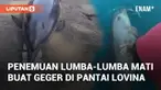 Seekor lumba-lumba ditemukan mati di Pantai Lovina. Penemuan ini menarik perhatian warga dan wisatawan di sekitar lokasi
