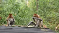 Wisatawan bisa melihat dan berinteraksi dengan Bekantan, jenis monyet asli dari Kalimantan di Tarakan
