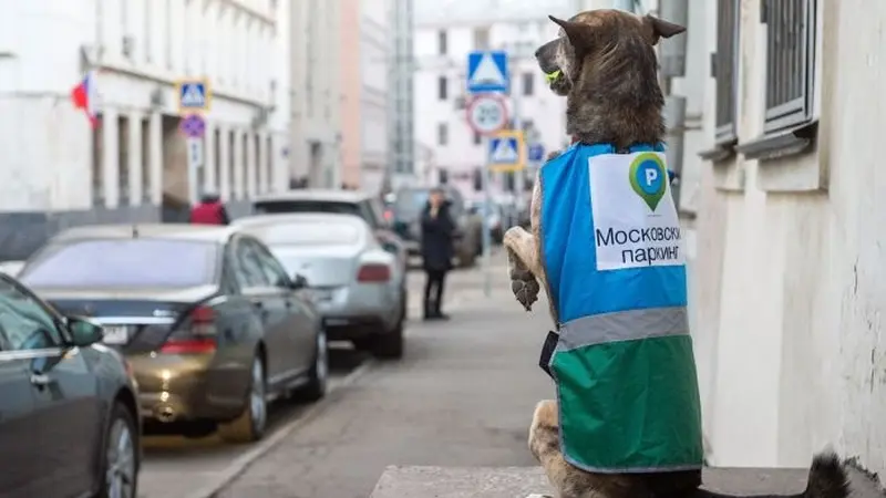 Di Moskow, Parkir Sembarangan Bisa Ditilang Anjing