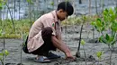 Selain itu, penanaman mangrove juga bisa mengurangi dampak bencana alam seperti tsunami. Hal tersebut dikarenakan akar mangrove yang kokoh dapat meredam kekuatan air. (CHAIDEER MAHYUDDIN/AFP)