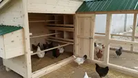 7 Desain Kandang Ayam Kampung yang Kecil Tapi Muat Banyak, Solusi Efisien Lahan Terbatas