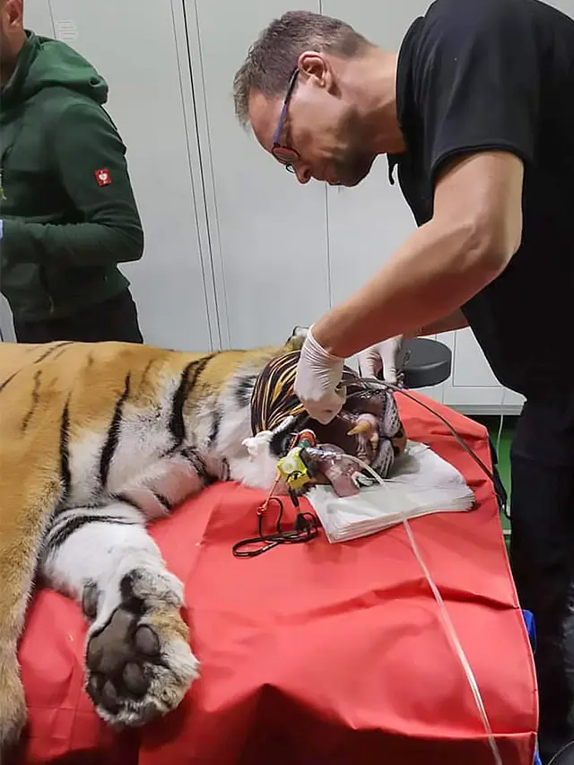 7 Potret Pemasangan Gigi Emas Pada Harimau Ini Bikin Takjub