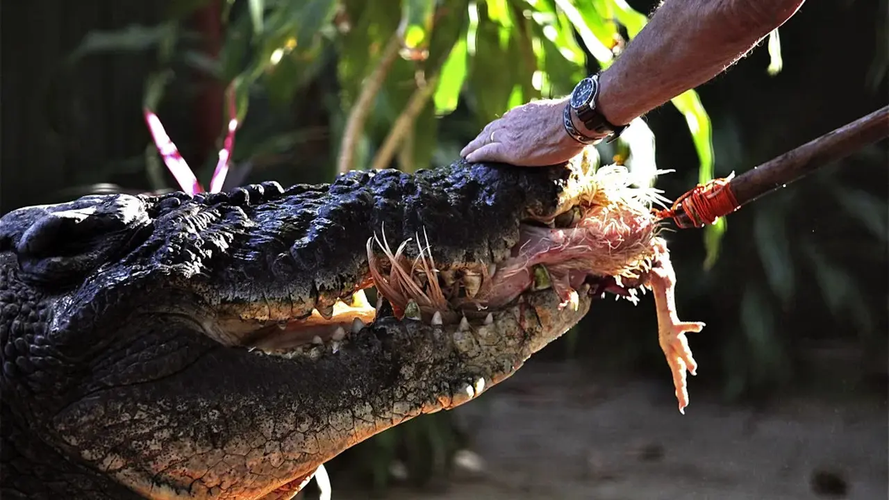 Penjaga Toody Scott memberi makan buaya Cassius pada 2011. (Supplied/Marineland Melanesia)
