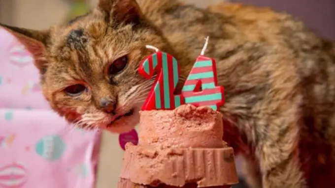 Foto: copyright dailymail.co.uk