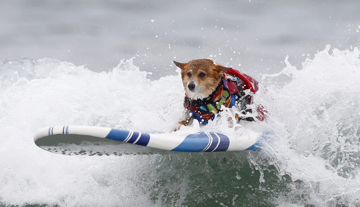 Jojo, anjing jenis Corgi berdiri dipapan seluncur saat mengikuti kompetisi kontes surfing anjing Petco Unleashed ke-10 di pantai Imperial, California, 1 Agustus 2015. (REUTERS/Mike Blake)