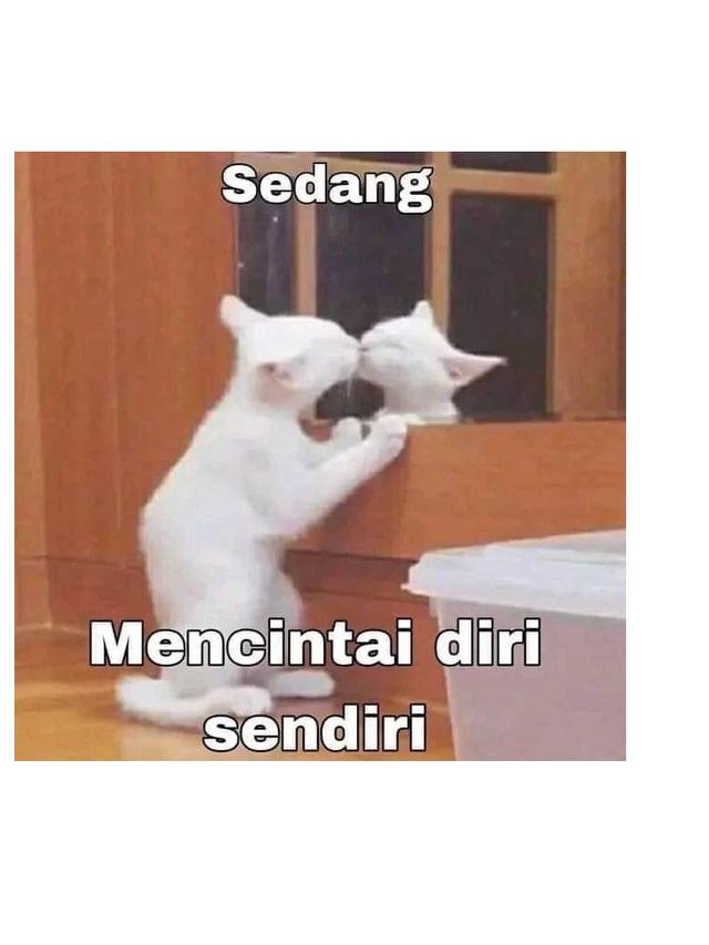 6 Meme Lucu Kucing Ini Bikin Geregetan, Cocok Buat Stiker WhatsApp